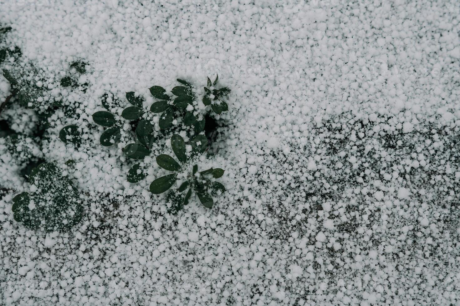 Selective focus. First snow on a frozen field plants, late autum photo