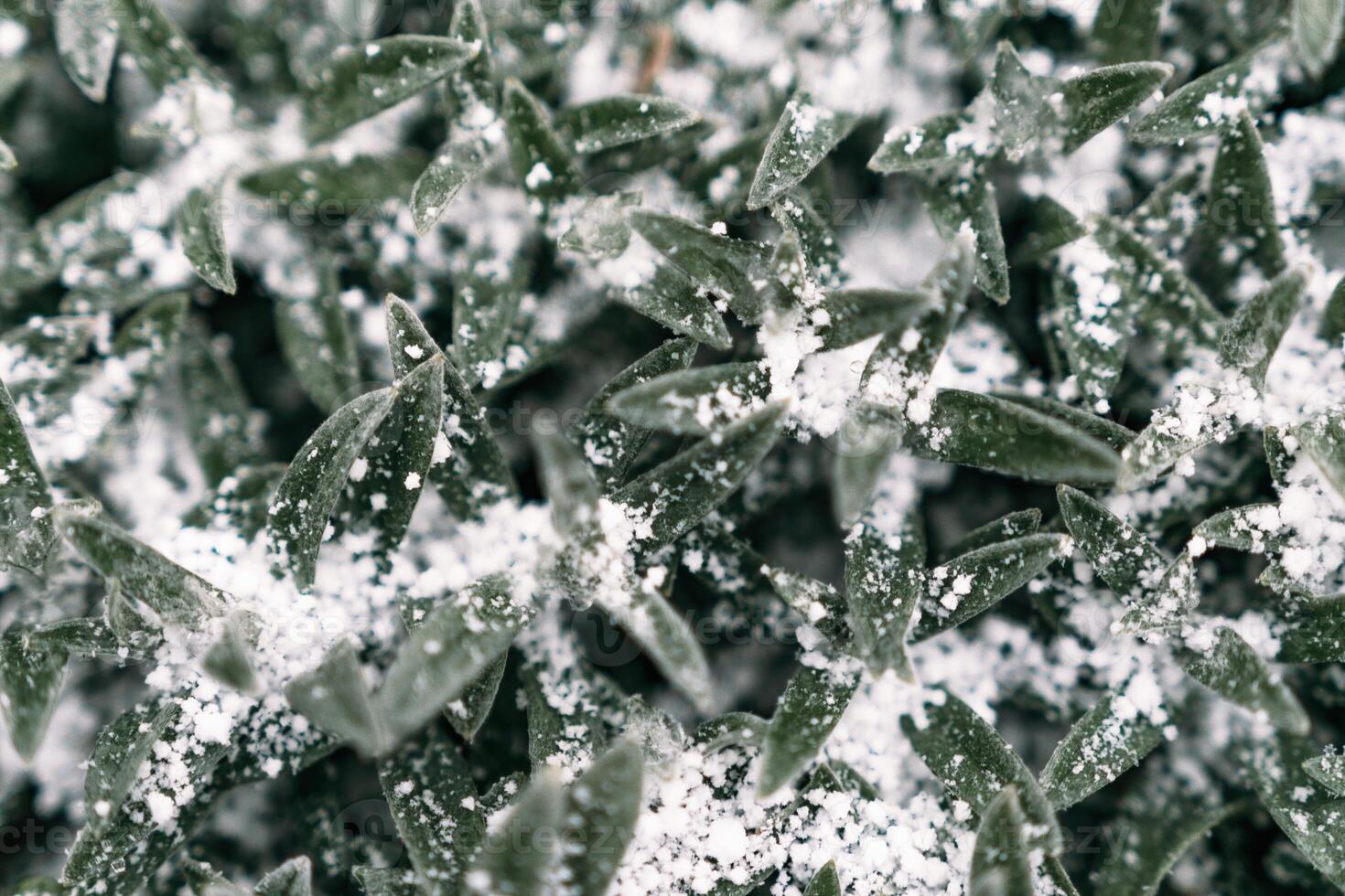 Selective focus. First snow on a frozen field plants, late autumn close-up. Beautiful abstract frozen microcosmos pattern. Freezing weather frost action in nature. Floral backdrop. photo
