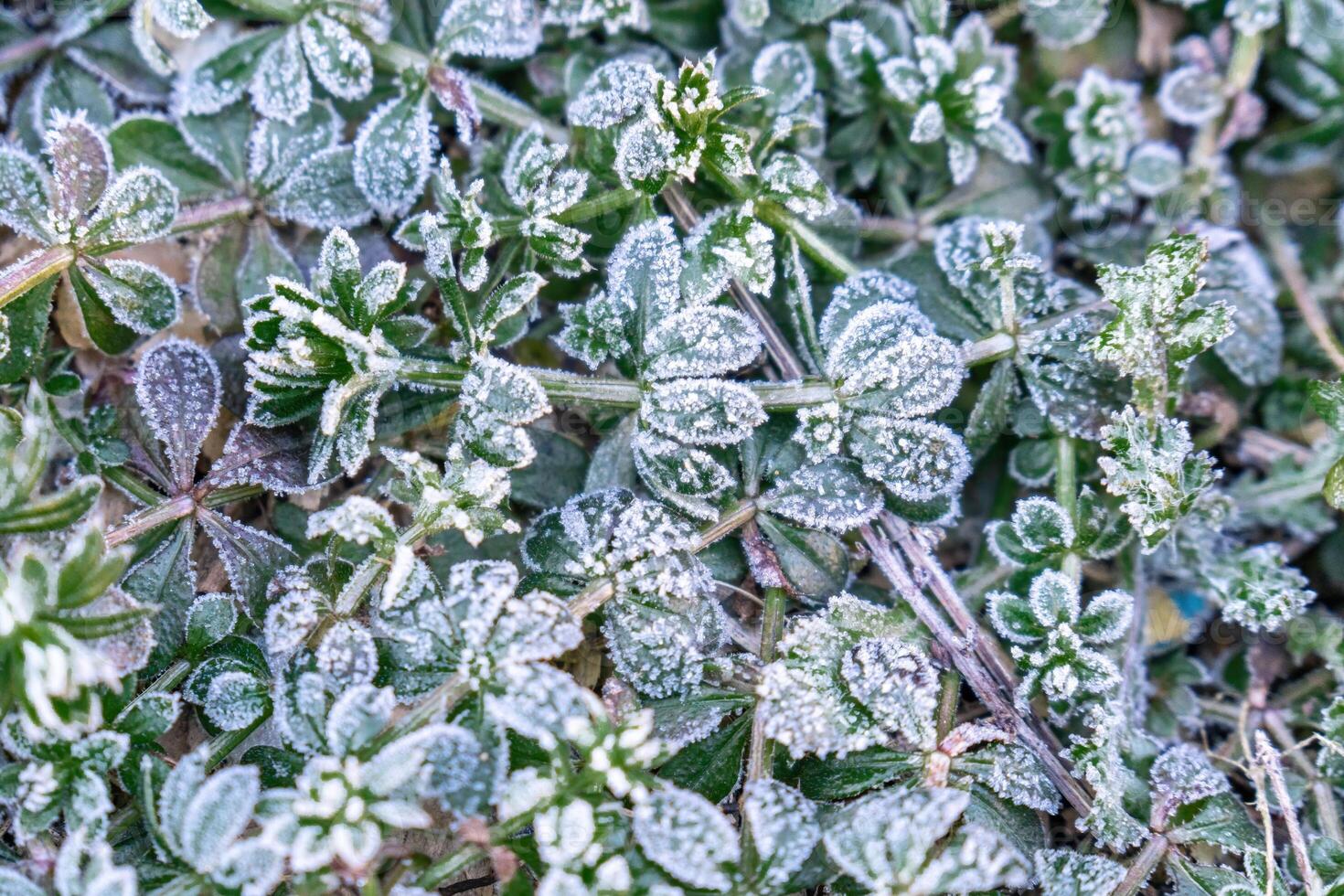 Selective focus. First frost on a frozen field plants, late autumn close-up. Beautiful abstract frozen microcosmos pattern. Freezing weather frost action in nature. Floral backdrop. photo