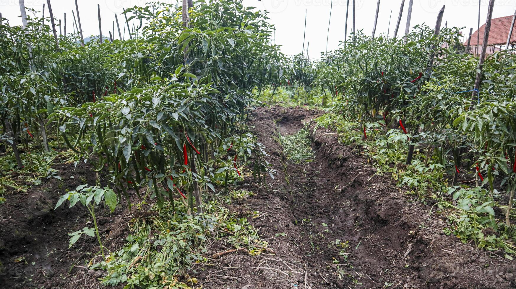 Red and green chili peppers on trees photo