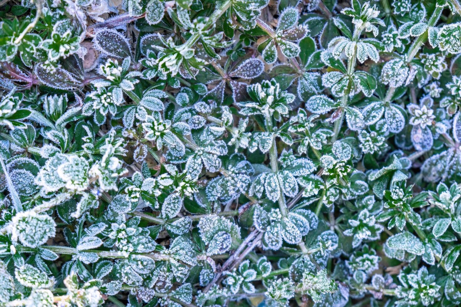 Selective focus. First frost on a frozen field plants, late autumn close-up. Beautiful abstract frozen microcosmos pattern. Freezing weather frost action in nature. Floral backdrop. photo