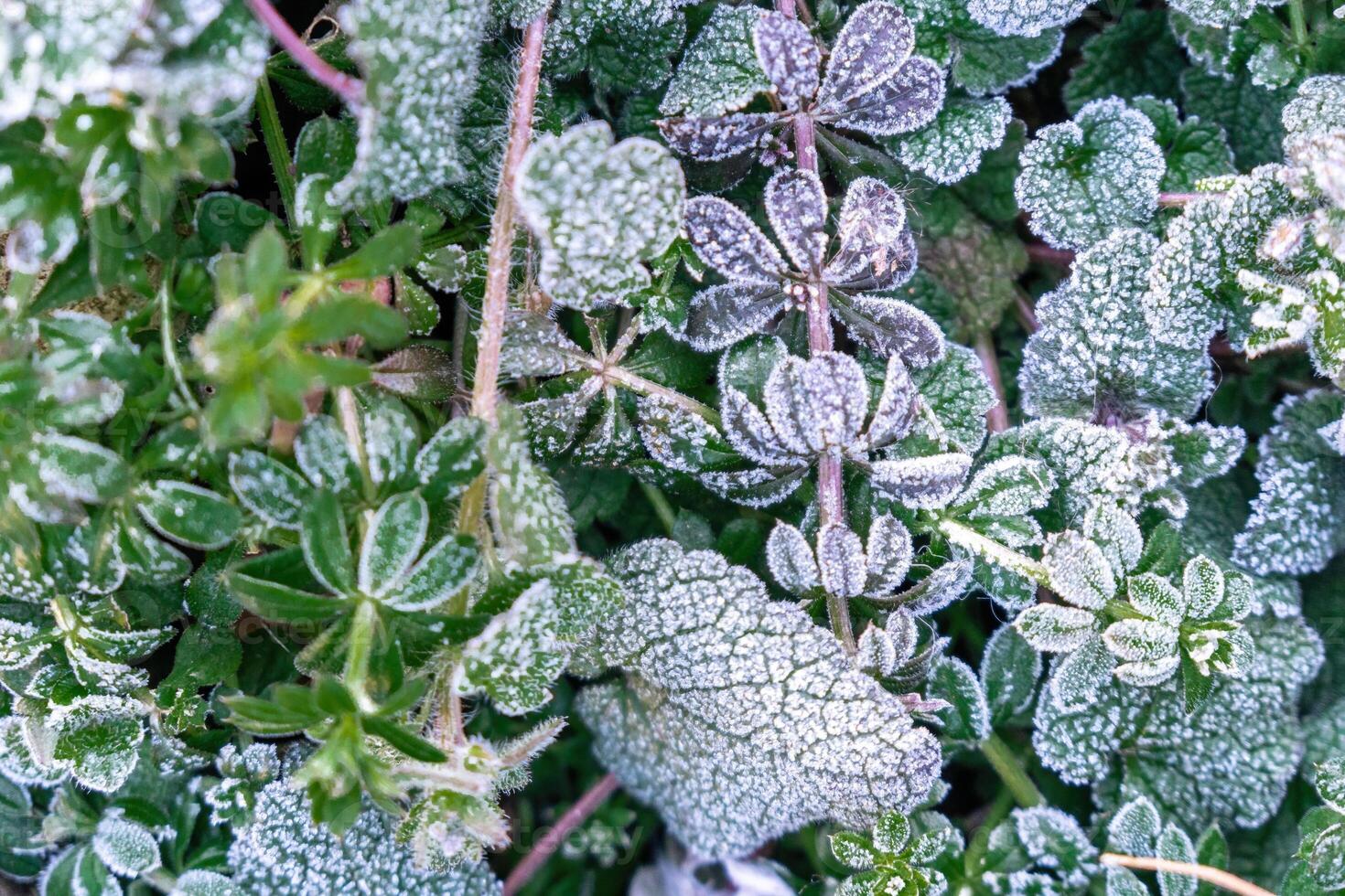 Selective focus. First frost on a frozen field plants, late autumn close-up. Beautiful abstract frozen microcosmos pattern. Freezing weather frost action in nature. Floral backdrop. photo