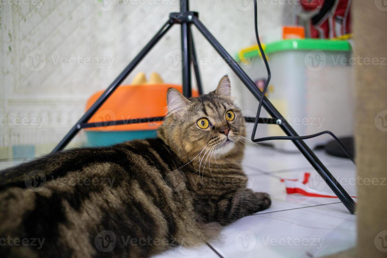 Black fat cat with a tabby pattern. was playing indoors photo