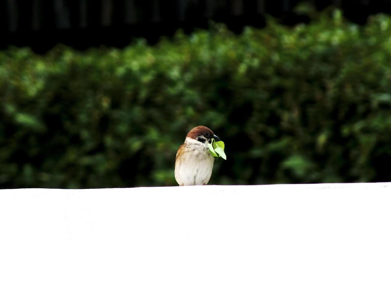 Sparrow or Passer domesticus perched against a blurred background, carrying a leaf in its beak to make a nest. Outdoor wildlife bird watching. photo
