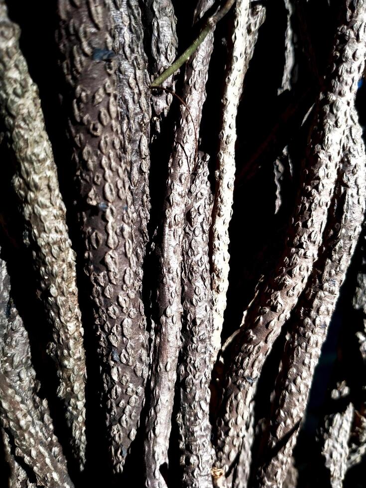 close up embossed abstract texture background of a tree bark. Bark pattern texture from tree. photo
