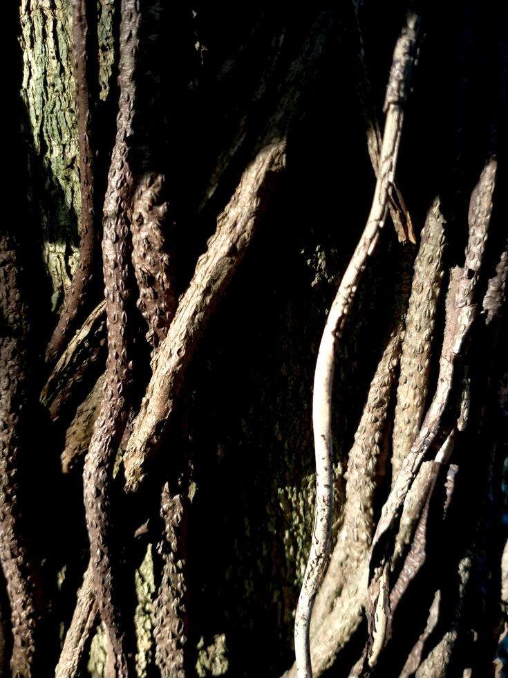 close up embossed abstract texture background of a tree bark. Bark pattern texture from tree. photo