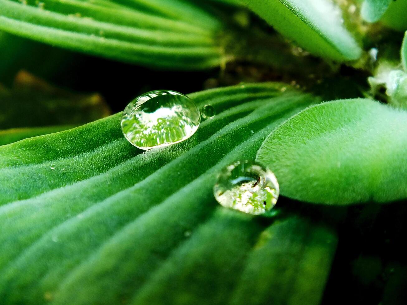 close up selective focus of a Water lettuce or Pistia stratiotes is an aquatic plants wich is grow floating on the surface of water. photo