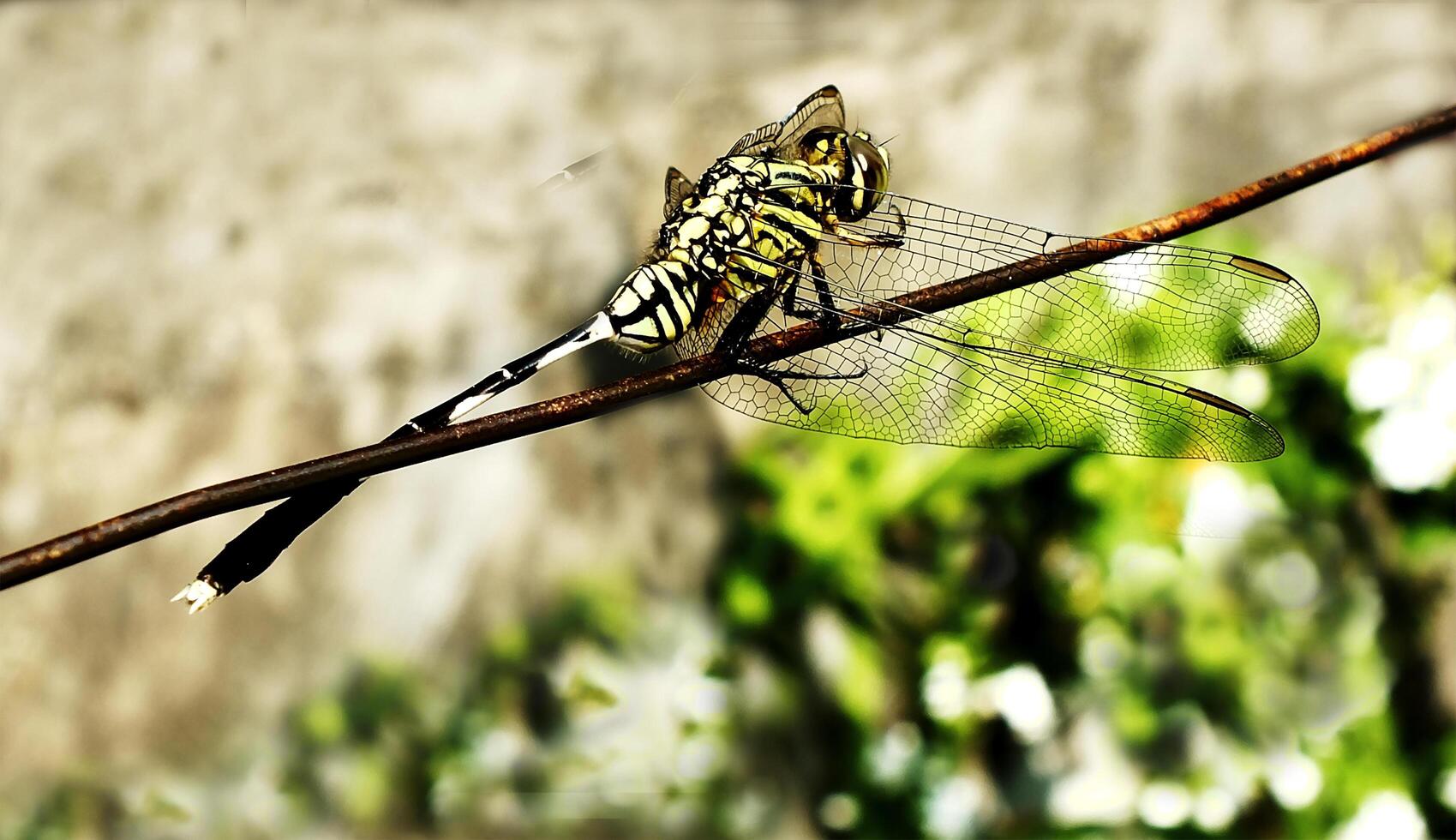 Selective focus of a dragonfly perches on a wire with a blurred background. This insect usually hunting mosquito as they prey photo