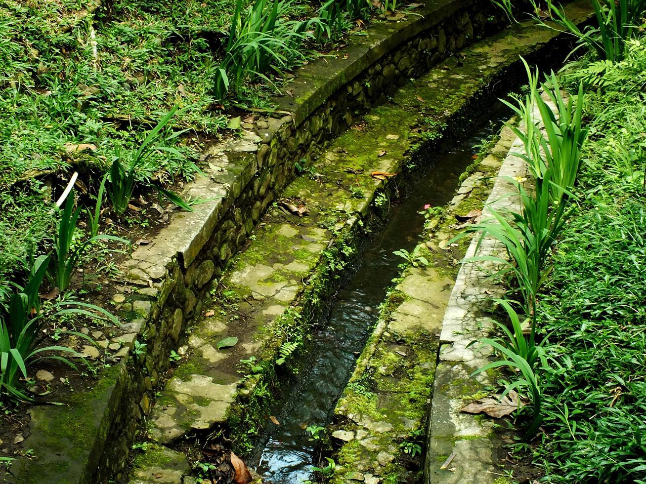an old irrigation with lush green moss at the garden, water channels around the green plant. the channels is perform a curved line. photo