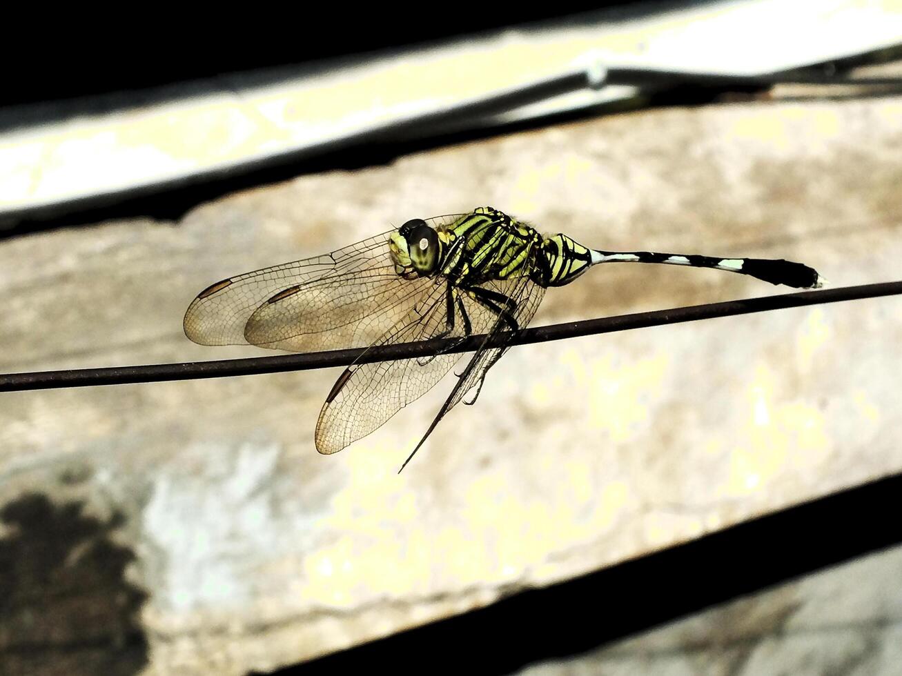 Selective focus of a dragonfly perches on a wire with a blurred background. This insect usually hunting mosquito as they prey photo