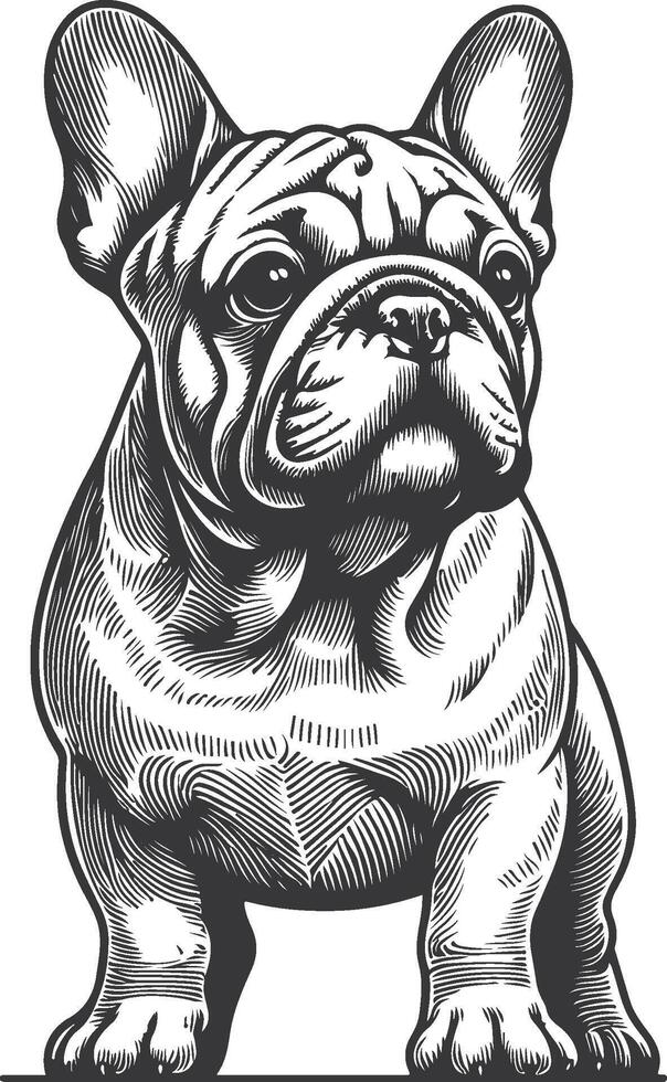 Line art French bulldog illustration. Ink style, cute animal for print linear silhouette. vector