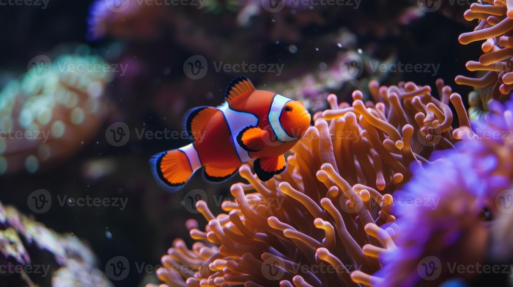 A contemporary take on a classic aquarium with sleek design elements and a pop of color from lively sea anemones and vibrant clownfish photo