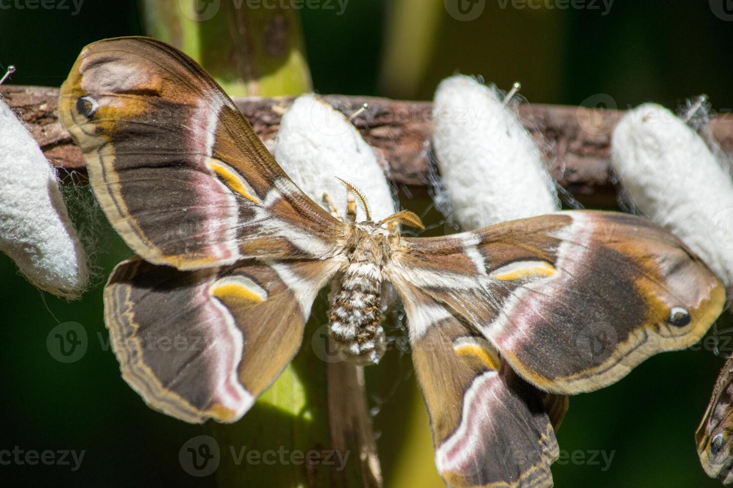 a single giant moth stretching its wings for the first time out of the cocoon photo