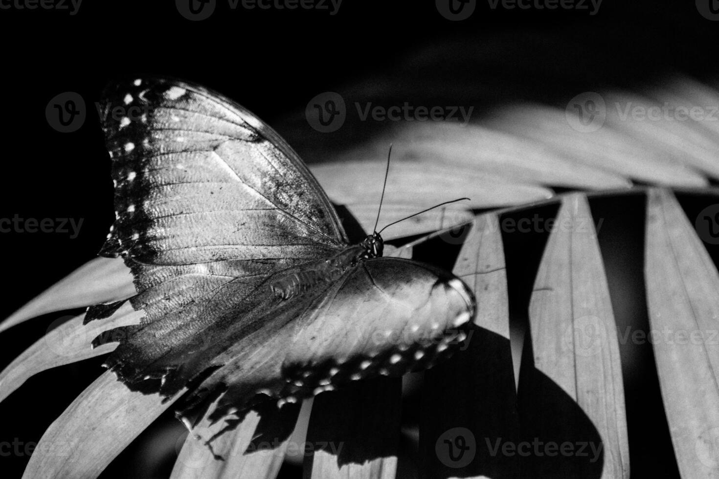 un negro y blanco imagen de un soltero mariposa encaramado con abierto alas foto