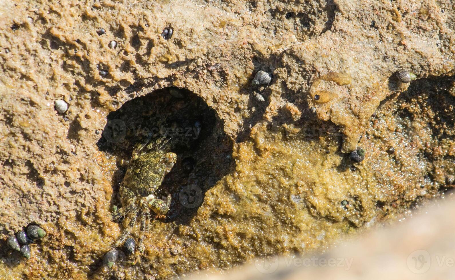 a close up image of a small beach crab crawling from within a crack in the rock photo