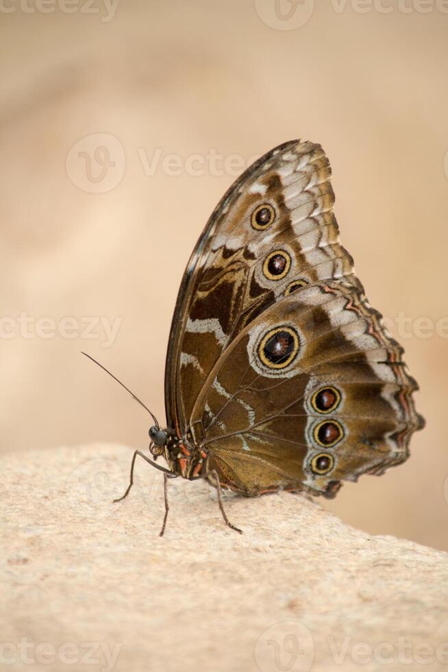 a close up macro image of a single giant butterfly resting on a rock photo