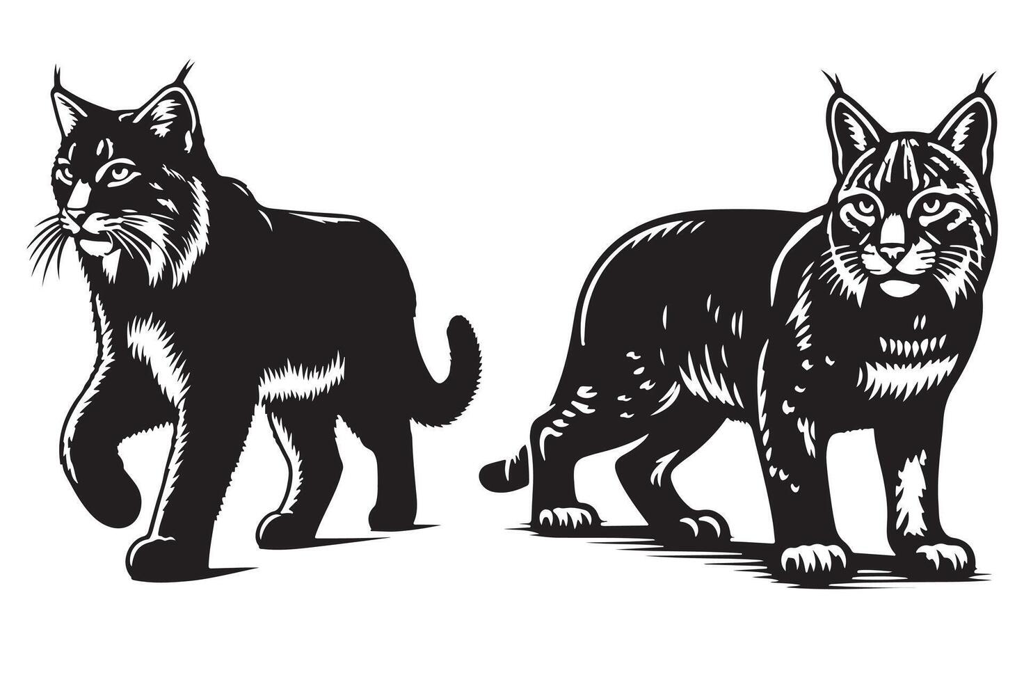 Bobcat Habitat Where Do They Live vector