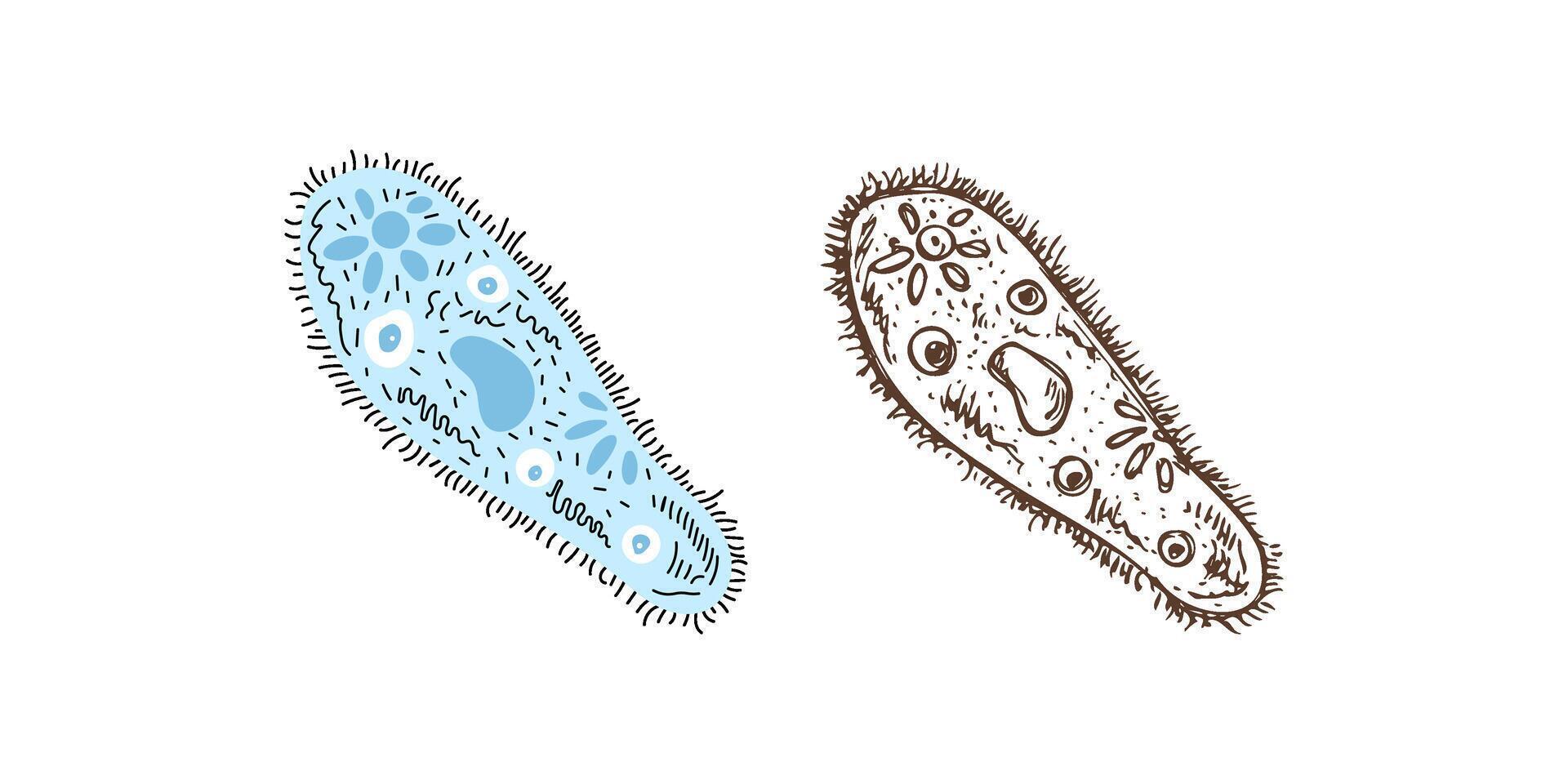 Flat and sketch style school Illustration. infusoria sketch. Back to School. The science. vector