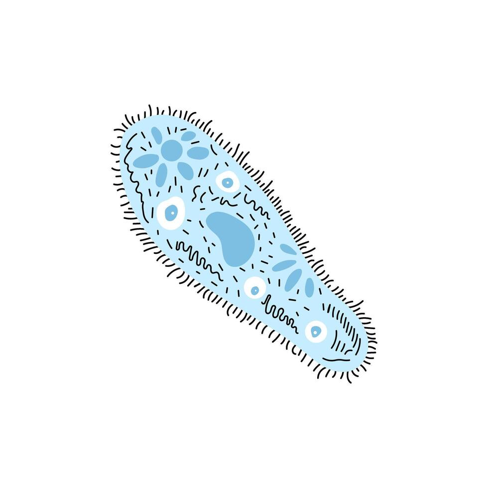 Flat style school Illustration. infusoria sketch. Back to School. The science. vector