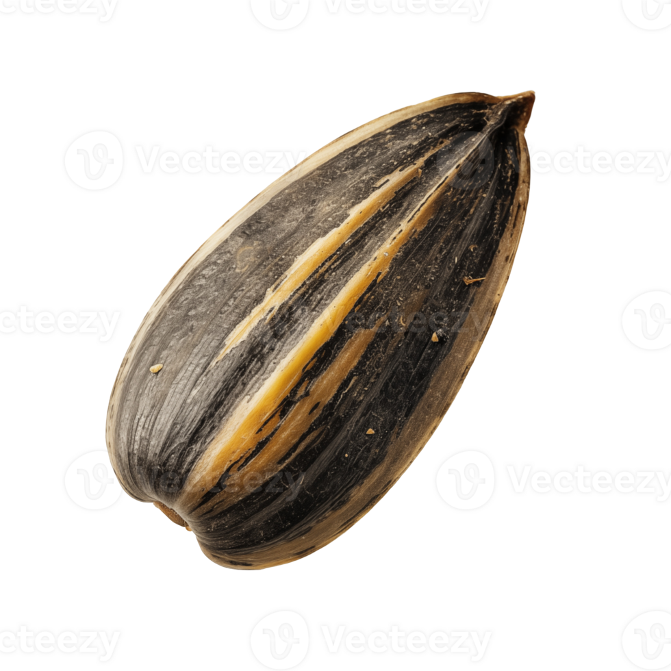 Close-Up of a sunflower seed on isolated background png