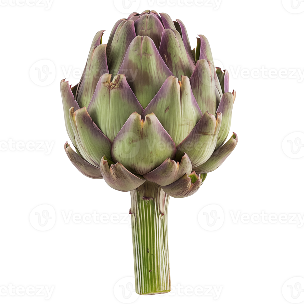 Artichoke on isolated background png