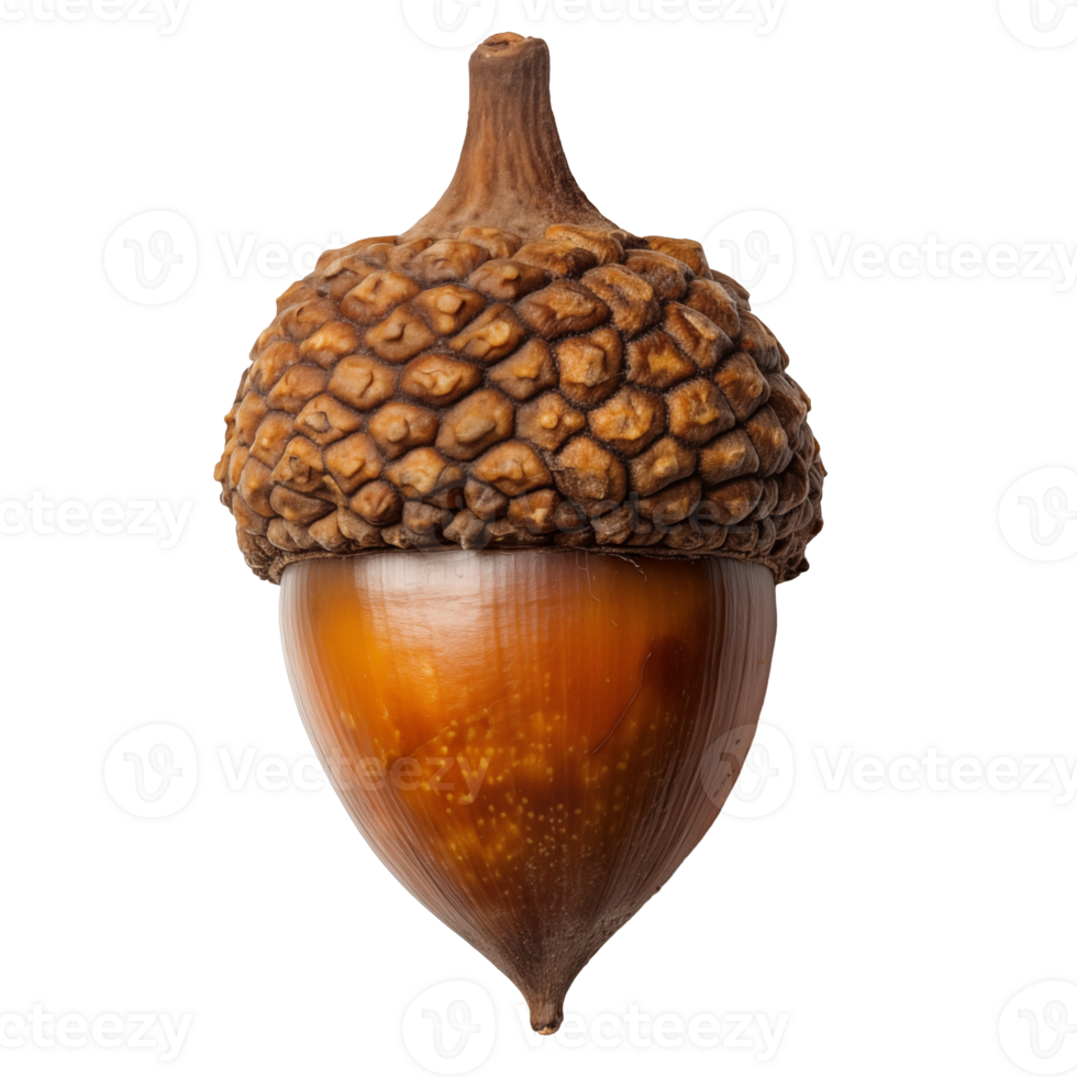 High-Resolution Photo of a Dried Acorn Isolated background png