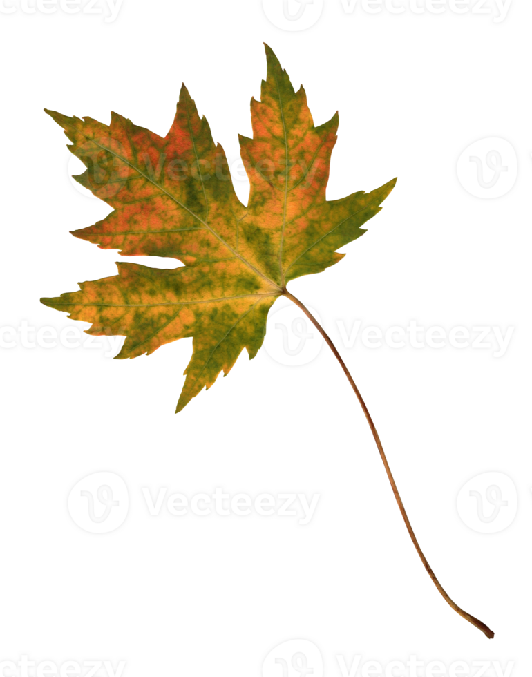 A single maple leaf during the fall. Cut out on a transparent background png
