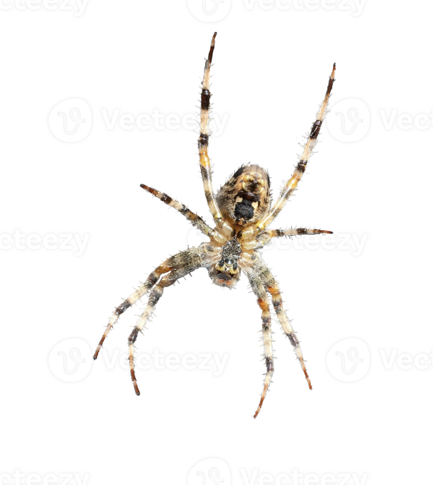 A close up af a garden spider in its web cut out on a transparent background png