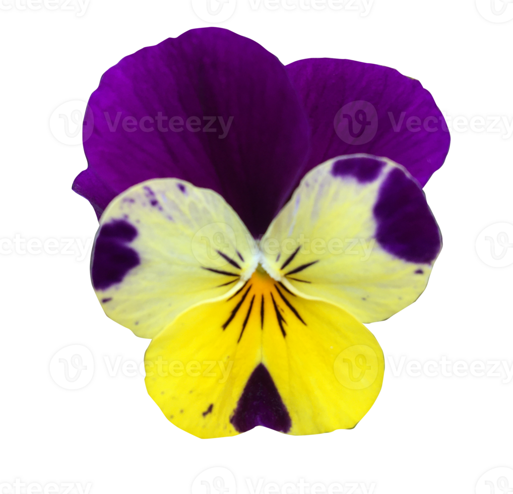 A pansy flower cut out on a transparent background png