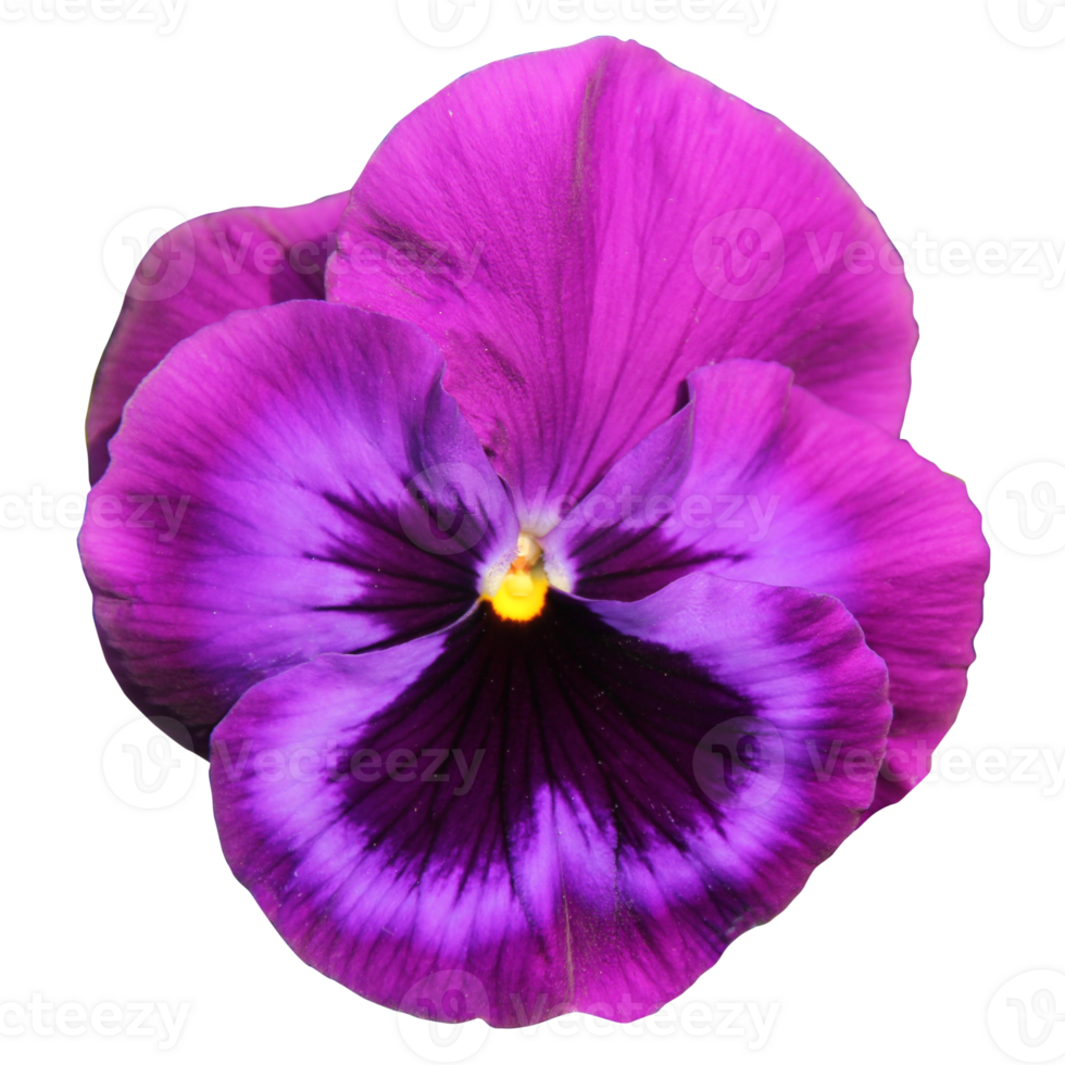 A cut out close up of a single pansy flower. Transparent background. The flower is purple png