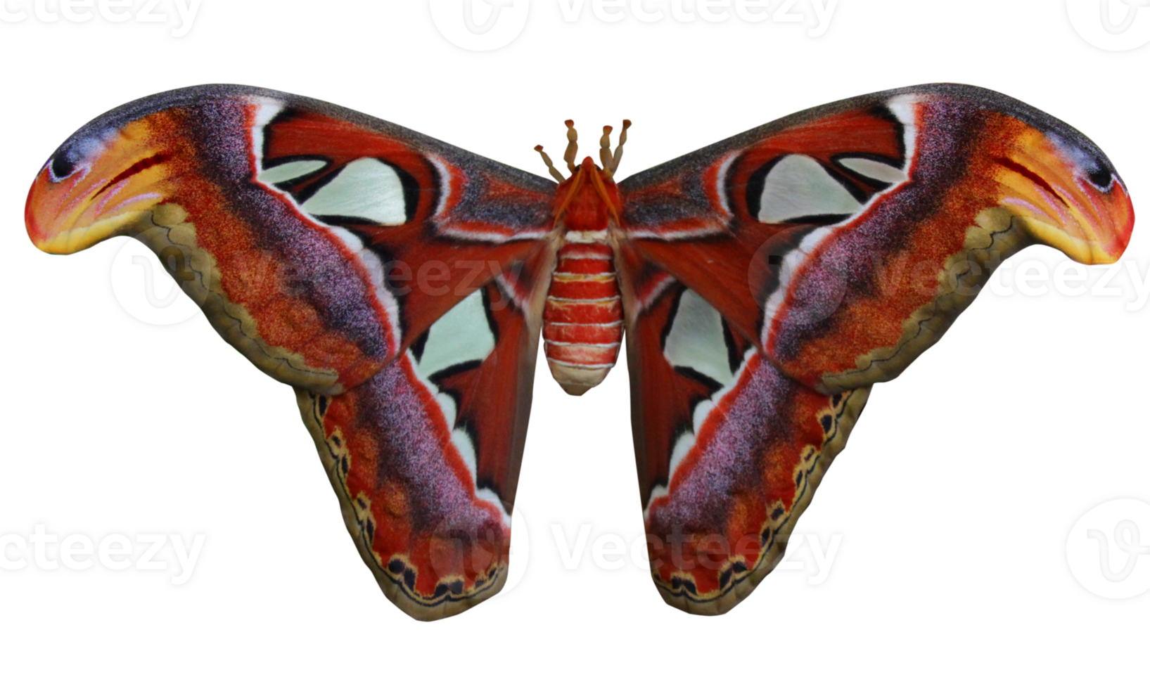 A close up of a big atlas moth. The butterfly is cut out on a transparent background. png
