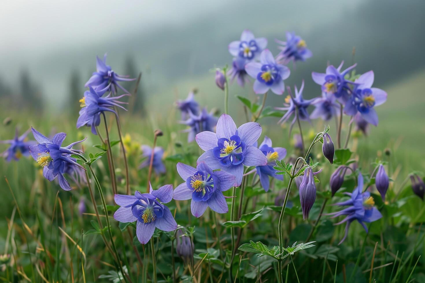 Columbine flowers in the mist background photo