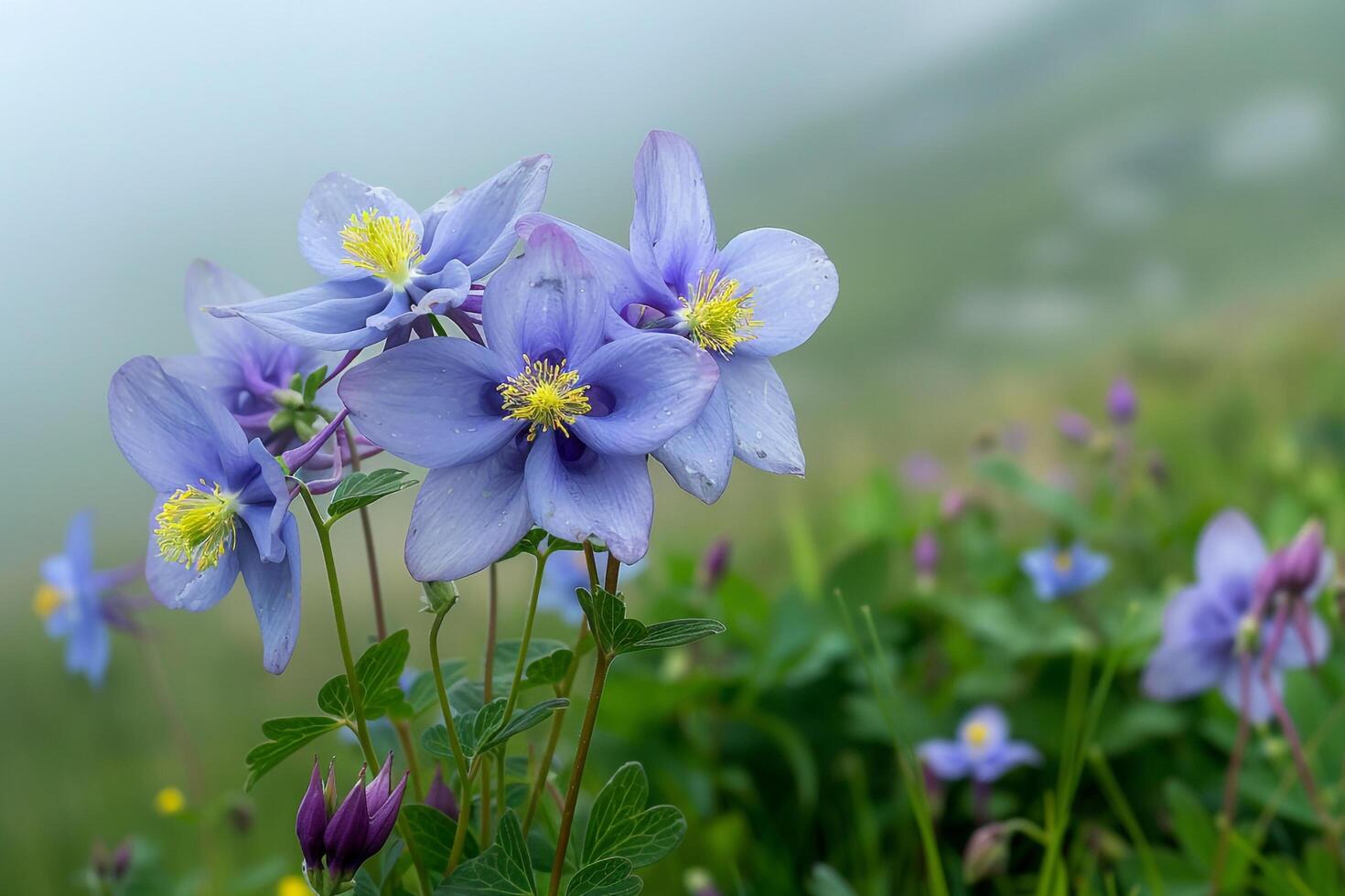 Colorado columbine in the mountains background photo