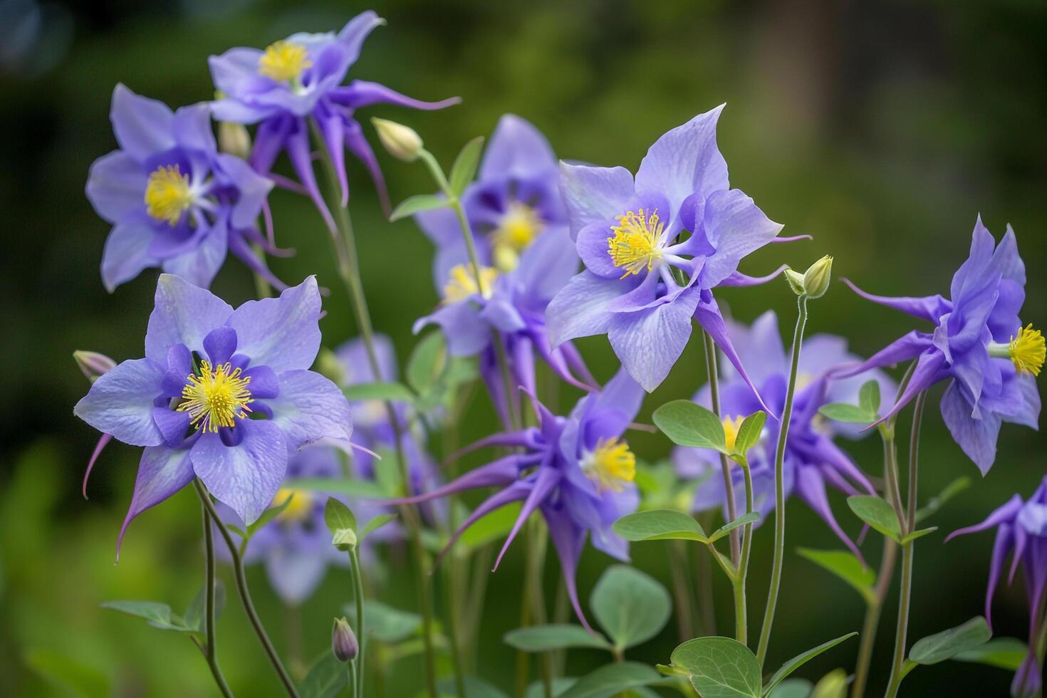 Columbine flowers background photo