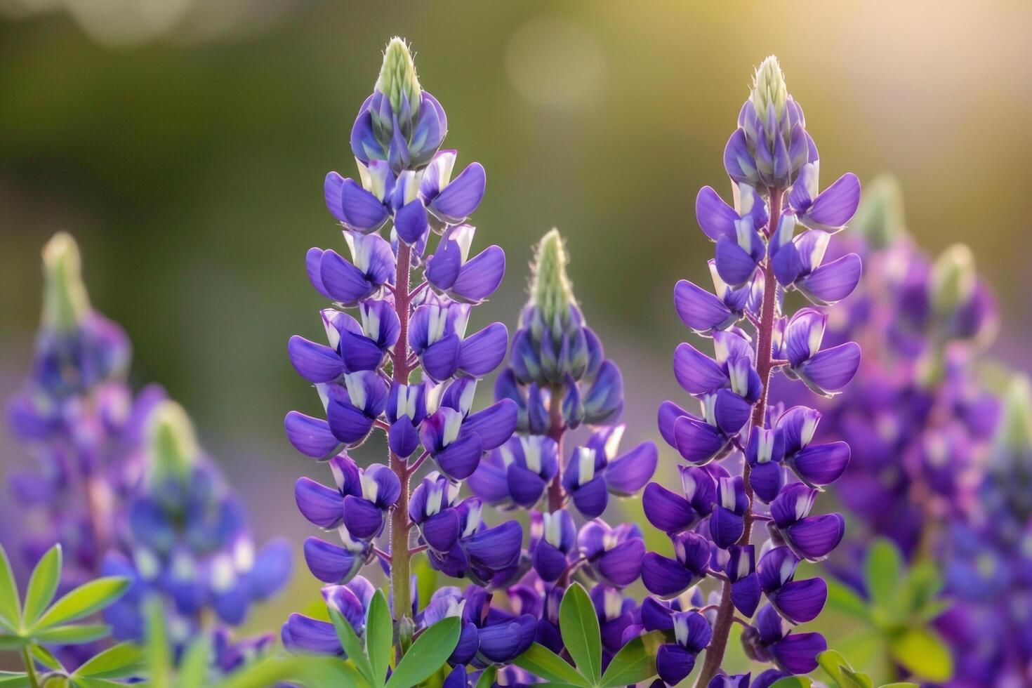 Purple lupine flowers in the sun background photo