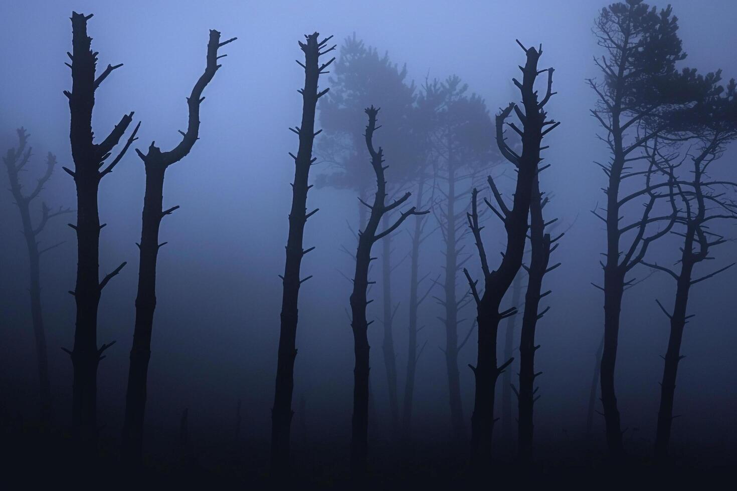 Group of dead trees in the fog background photo