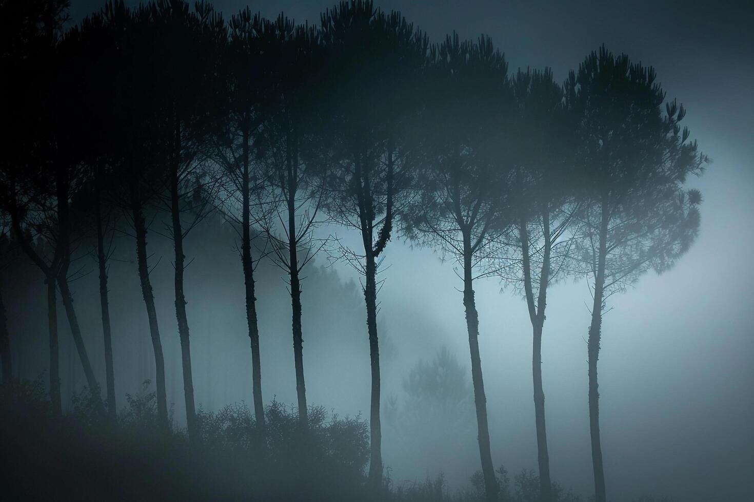 Group of trees in the fog with fog background photo