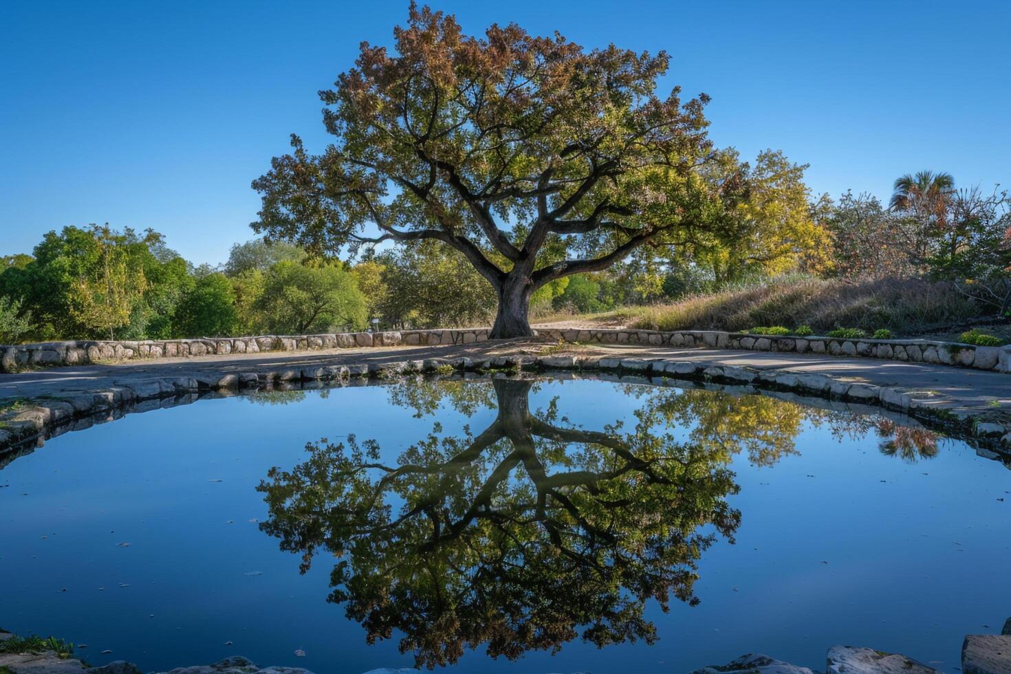 Tree Reflecting in Pond Background photo