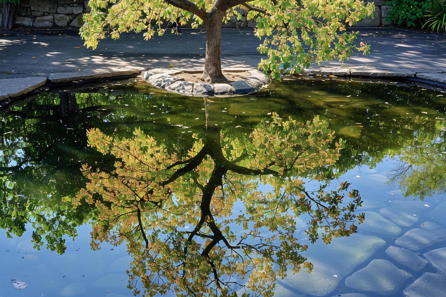 Tree with Reflection in Pond Background photo