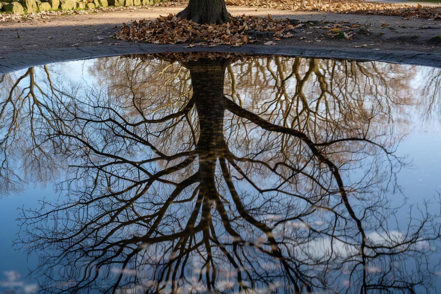 Tree Reflecting in Puddle Background photo