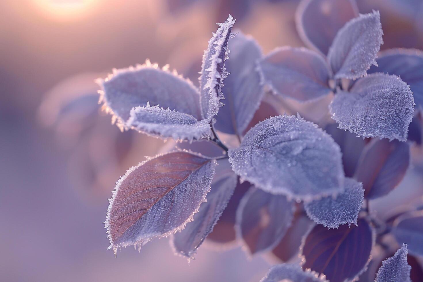 Frosty Leaves on Tree in Morning Background photo