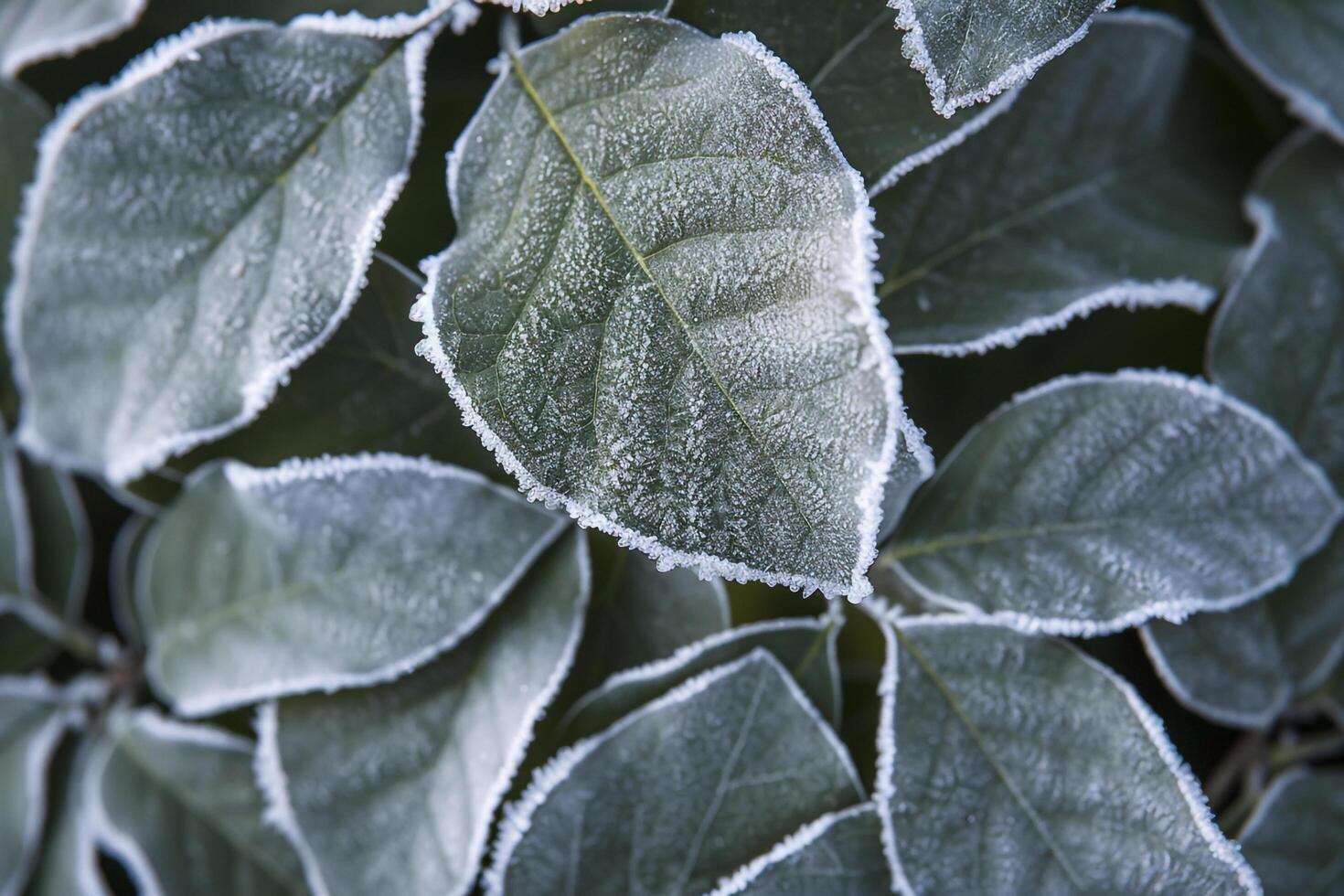 Frosted Leaves on Bush Background photo