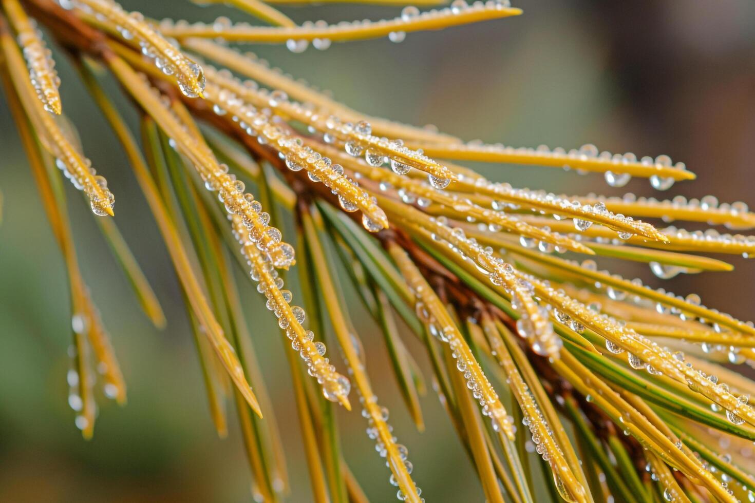 A Pine Tree with Water Droplets on Its Branches photo
