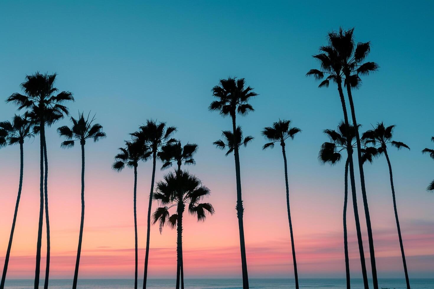 Palm Trees at Sunset in San Diego, California, Nature Background photo