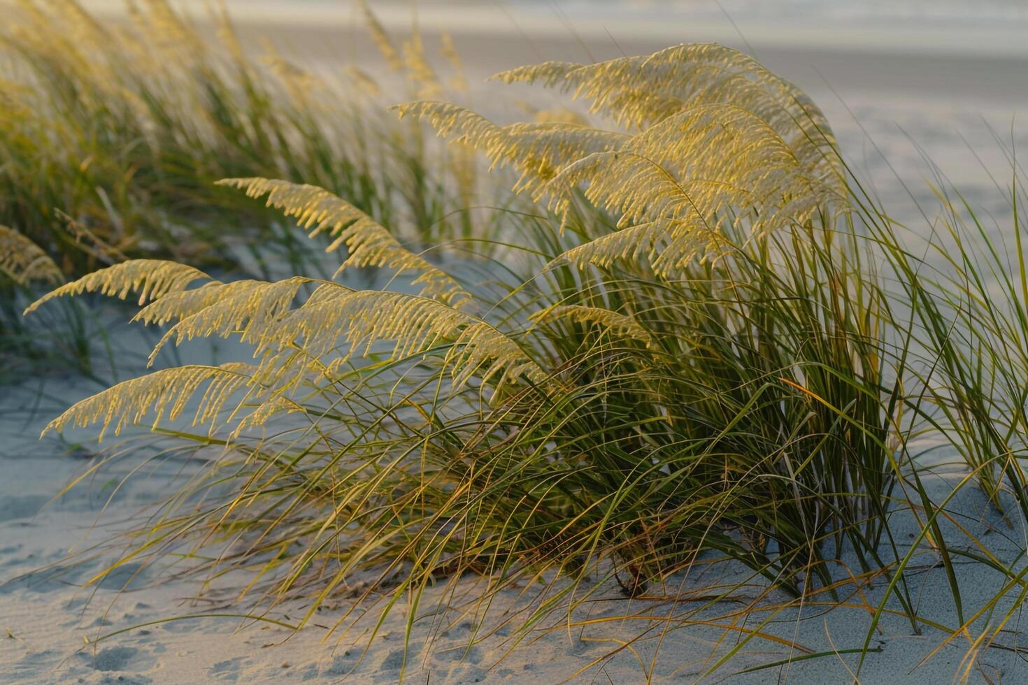 A Beach with Tall Grass and Sand, Background of a Beach with Tall Grass and Sand photo