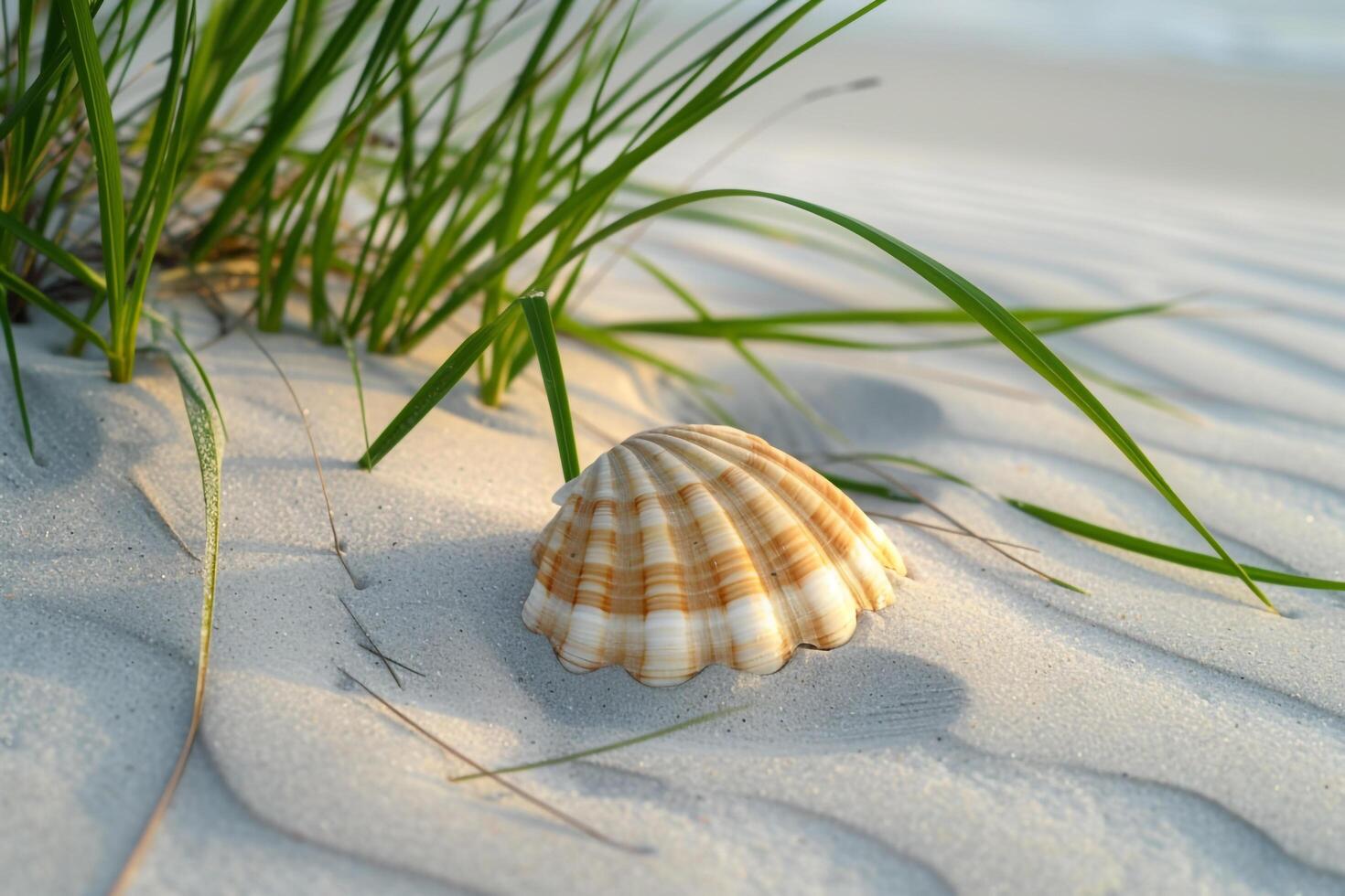 A shell on the beach with grass and sand photo