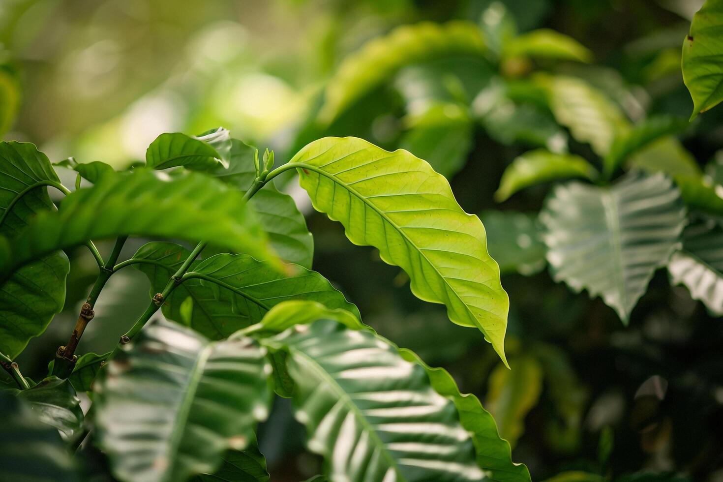 Coffee Beans are Growing on a Tree Background photo