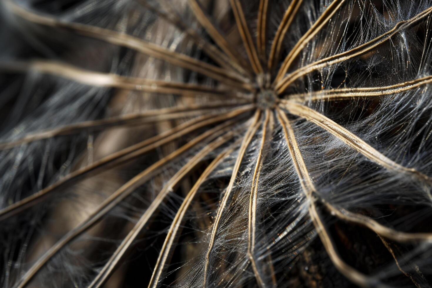 Closeup of a Dandelion with Long, Thin Stems Background photo