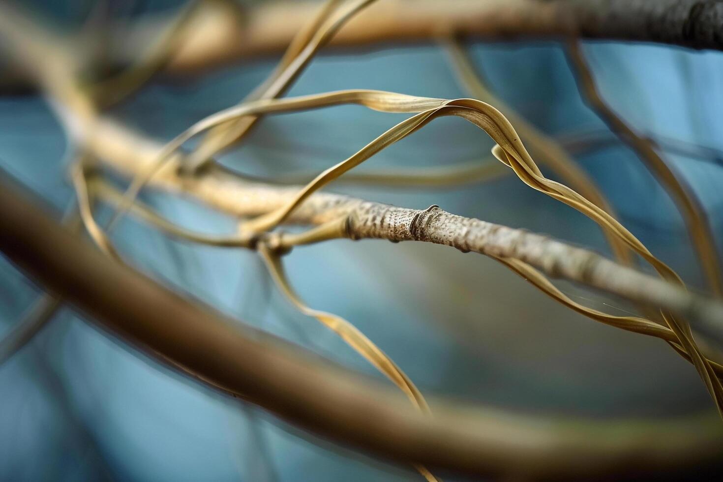 Branch with twigs and natural background photo