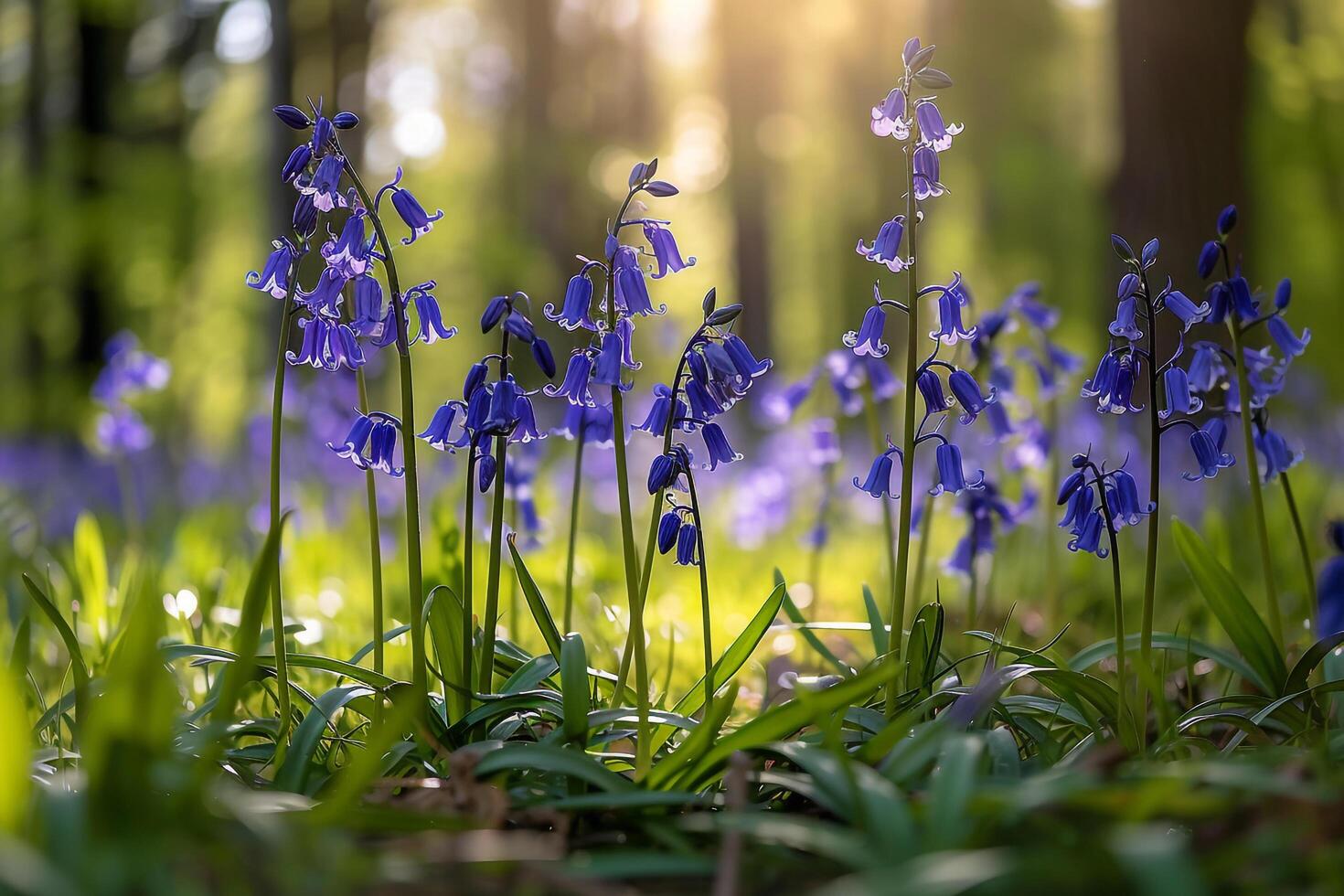 Bluebells in the Sun Background photo